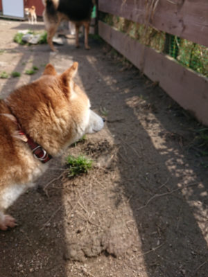 f:id:roukenhome-ann:20190403133047j:plain f:id:roukenhome-ann:20190403133047j:plain