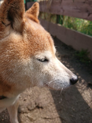 f:id:roukenhome-ann:20190403133120j:plain f:id:roukenhome-ann:20190403133120j:plain