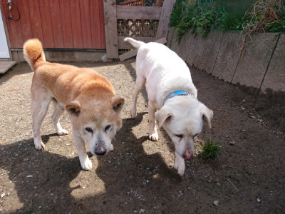 f:id:roukenhome-ann:20190403133747j:plain f:id:roukenhome-ann:20190403133747j:plain
