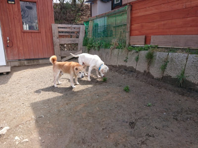 f:id:roukenhome-ann:20190403133806j:plain f:id:roukenhome-ann:20190403133806j:plain