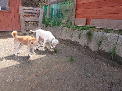 f:id:roukenhome-ann:20190403133812j:plain f:id:roukenhome-ann:20190403133812j:plain