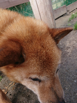 f:id:roukenhome-ann:20190403134103j:plain f:id:roukenhome-ann:20190403134103j:plain
