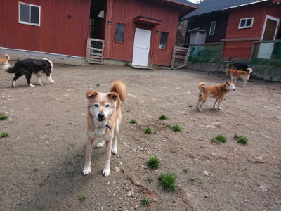 f:id:roukenhome-ann:20190403134214j:plain f:id:roukenhome-ann:20190403134214j:plain