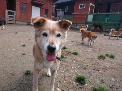 f:id:roukenhome-ann:20190403134225j:plain f:id:roukenhome-ann:20190403134225j:plain
