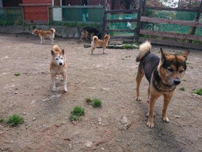 f:id:roukenhome-ann:20190403134243j:plain f:id:roukenhome-ann:20190403134243j:plain