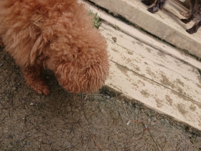 f:id:roukenhome-ann:20190403134256j:plain f:id:roukenhome-ann:20190403134256j:plain