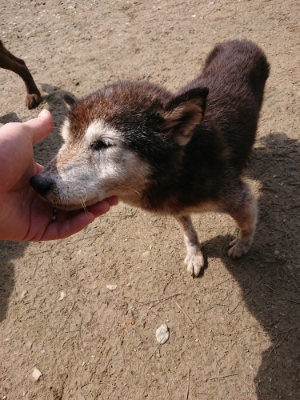 f:id:roukenhome-ann:20190403185215j:plain f:id:roukenhome-ann:20190403185215j:plain