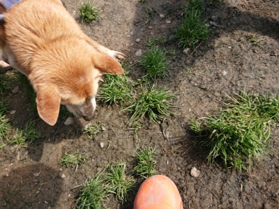 f:id:roukenhome-ann:20190403185440j:plain f:id:roukenhome-ann:20190403185440j:plain