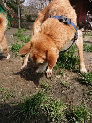 f:id:roukenhome-ann:20190403185604j:plain f:id:roukenhome-ann:20190403185604j:plain