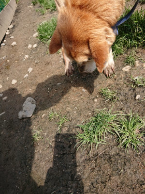 f:id:roukenhome-ann:20190403185634j:plain f:id:roukenhome-ann:20190403185634j:plain