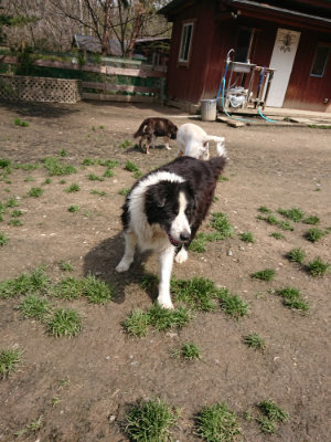 f:id:roukenhome-ann:20190403185647j:plain f:id:roukenhome-ann:20190403185647j:plain