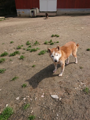 f:id:roukenhome-ann:20190403185653j:plain f:id:roukenhome-ann:20190403185653j:plain
