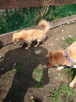 f:id:roukenhome-ann:20190403185707j:plain f:id:roukenhome-ann:20190403185707j:plain