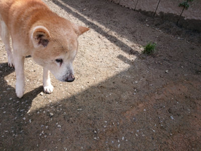 f:id:roukenhome-ann:20190403185719j:plain f:id:roukenhome-ann:20190403185719j:plain