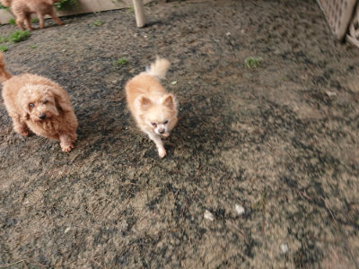 f:id:roukenhome-ann:20190403190322j:plain