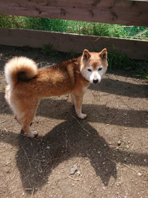 f:id:roukenhome-ann:20190403190455j:plain