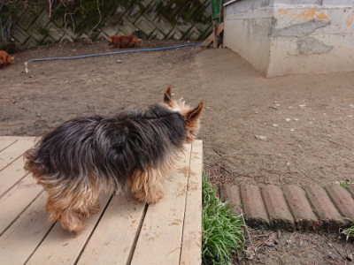 f:id:roukenhome-ann:20190403191730j:plain