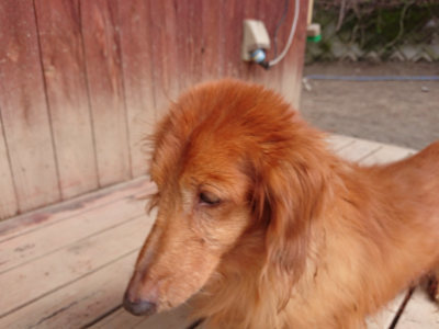f:id:roukenhome-ann:20190403192039j:plain