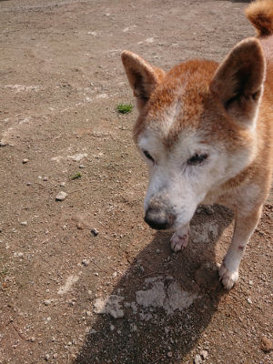 f:id:roukenhome-ann:20190403192056j:plain