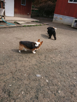 f:id:roukenhome-ann:20190403192833j:plain