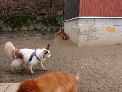 f:id:roukenhome-ann:20190403193950j:plain