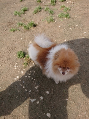 f:id:roukenhome-ann:20190403194206j:plain