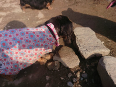 f:id:roukenhome-ann:20190404052927j:plain