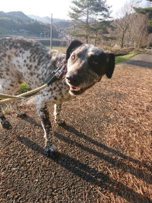 f:id:roukenhome-ann:20190404053236j:plain