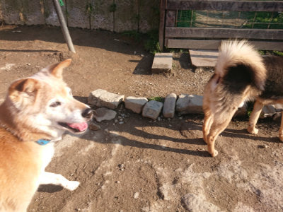 f:id:roukenhome-ann:20190404053425j:plain
