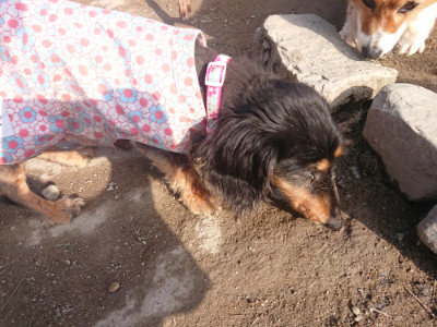 f:id:roukenhome-ann:20190404053435j:plain