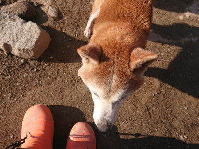 f:id:roukenhome-ann:20190404053751j:plain