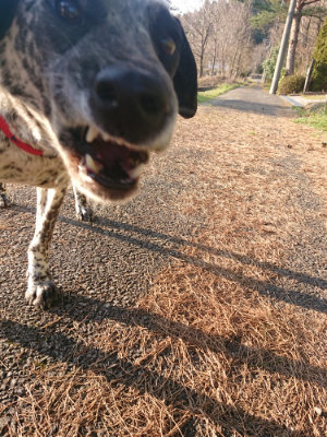 f:id:roukenhome-ann:20190404053808j:plain