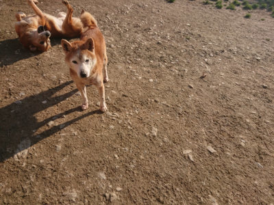 f:id:roukenhome-ann:20190404053837j:plain