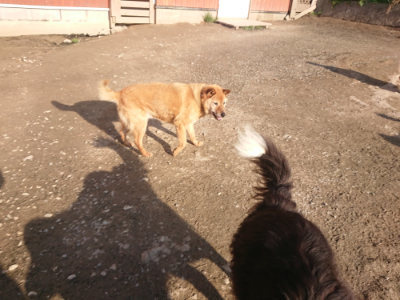 f:id:roukenhome-ann:20190404053847j:plain