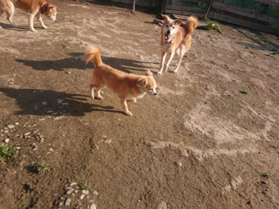 f:id:roukenhome-ann:20190404053852j:plain