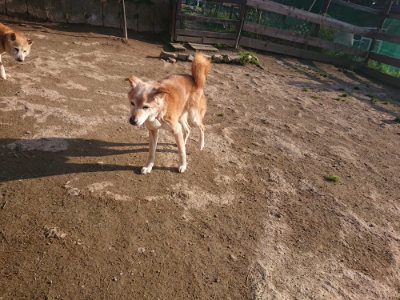 f:id:roukenhome-ann:20190404053915j:plain
