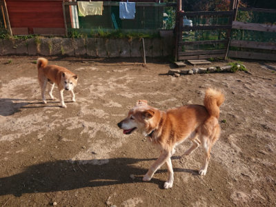 f:id:roukenhome-ann:20190404053921j:plain