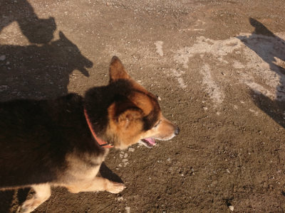 f:id:roukenhome-ann:20190404053926j:plain