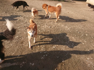 f:id:roukenhome-ann:20190404053937j:plain