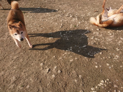f:id:roukenhome-ann:20190404053952j:plain