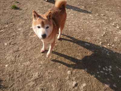 f:id:roukenhome-ann:20190404053958j:plain