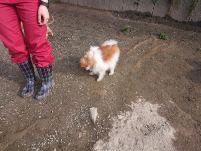 f:id:roukenhome-ann:20190404054004j:plain