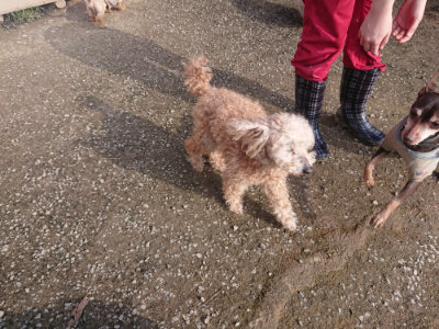 f:id:roukenhome-ann:20190404054031j:plain