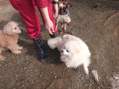 f:id:roukenhome-ann:20190404054054j:plain