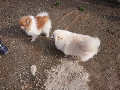 f:id:roukenhome-ann:20190404054113j:plain