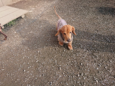 f:id:roukenhome-ann:20190404054141j:plain