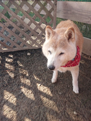 f:id:roukenhome-ann:20190404054147j:plain