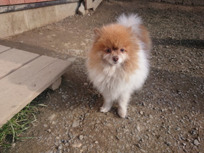 f:id:roukenhome-ann:20190404054208j:plain