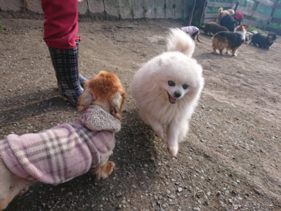 f:id:roukenhome-ann:20190404054224j:plain
