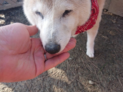 f:id:roukenhome-ann:20190404054239j:plain